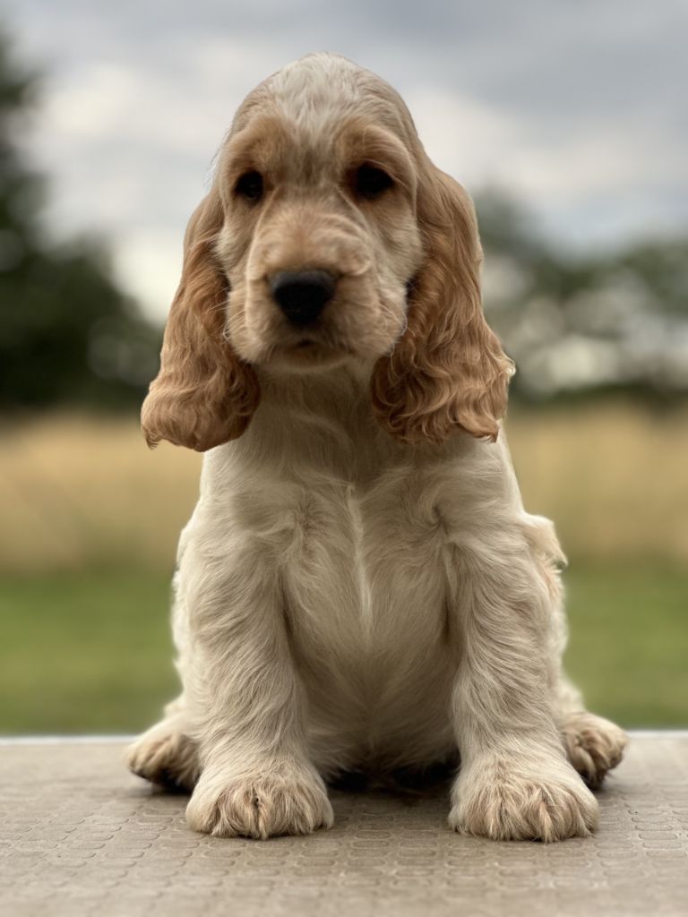 Clicaper's - Chiot disponible  - Cocker Spaniel Anglais