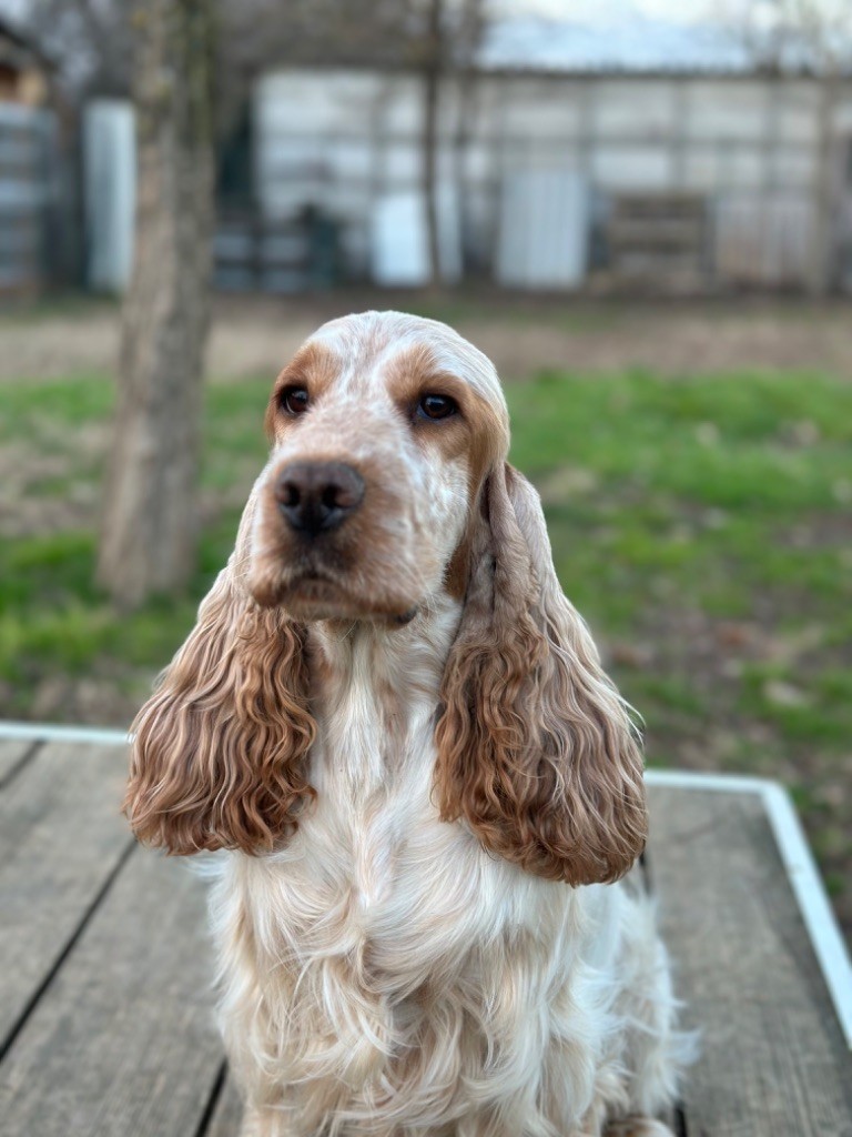 Clicaper's Somewhere over the rainbow