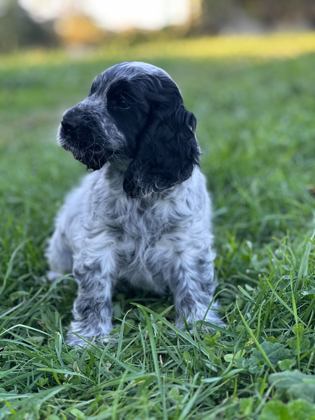 Clicaper's - Cocker Spaniel Anglais - Portée née le 01/08/2025