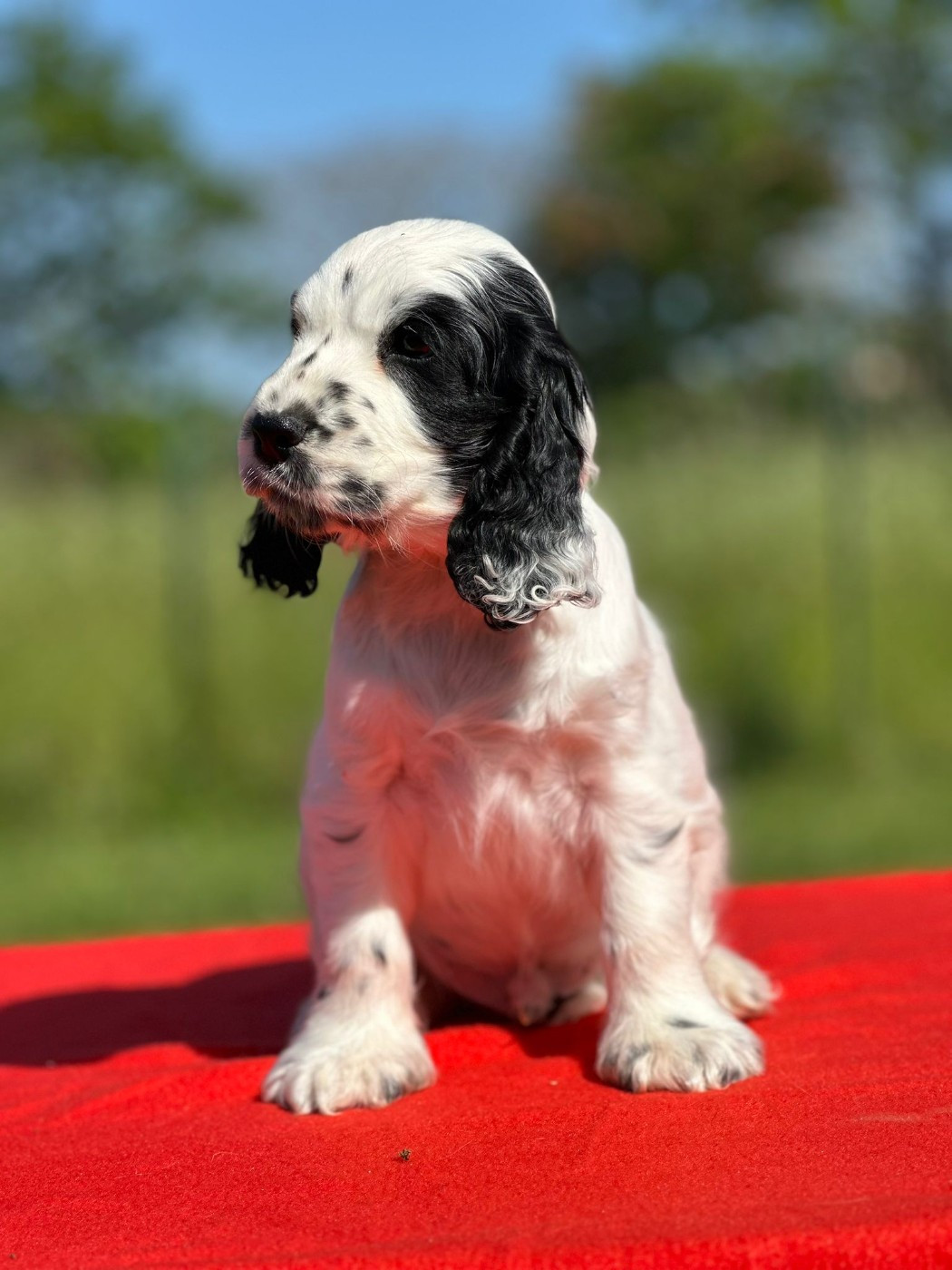 Clicaper's - Chiots disponibles - Cocker Spaniel Anglais