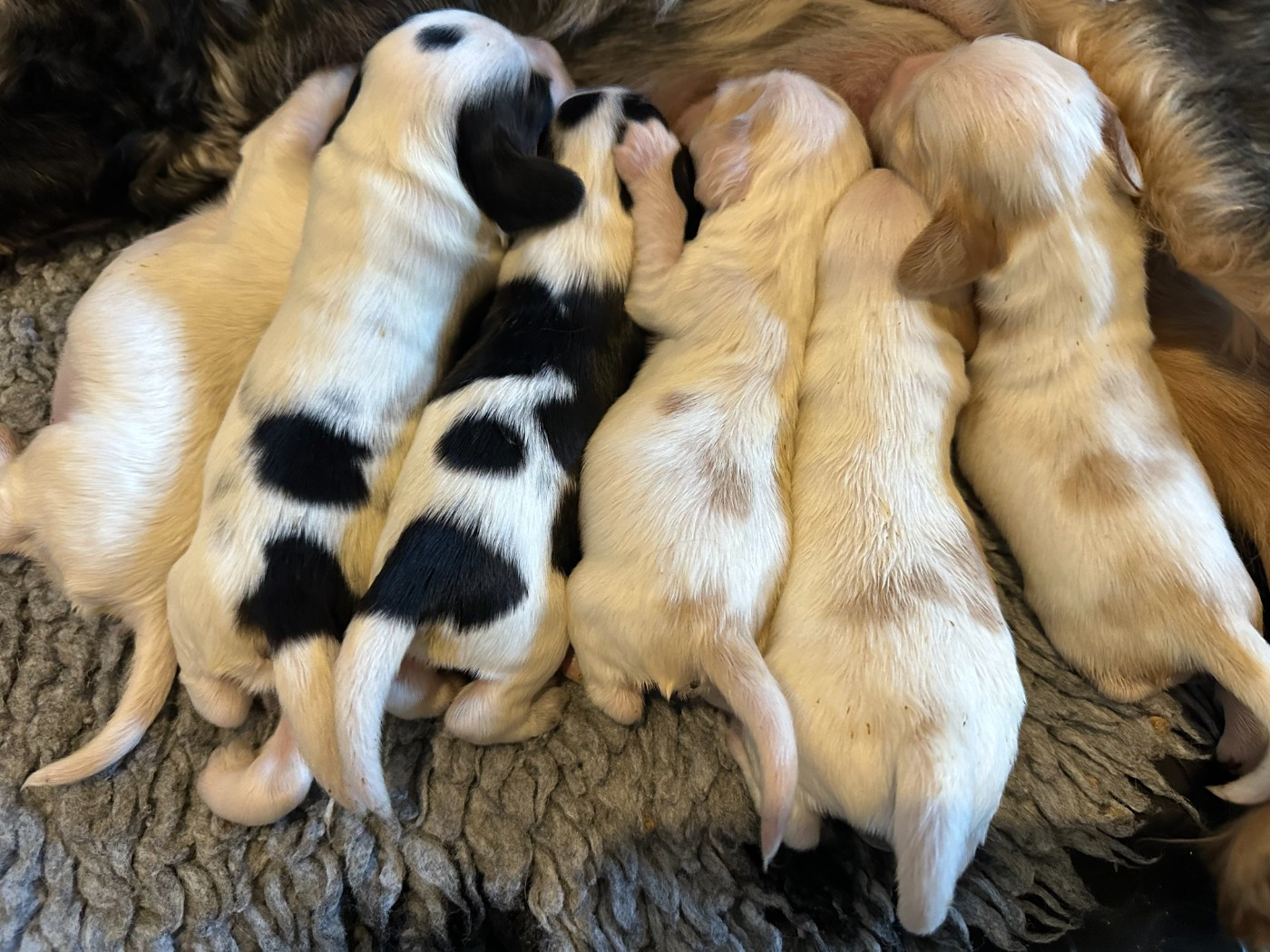 Chiot Cocker Spaniel Anglais Clicaper's
