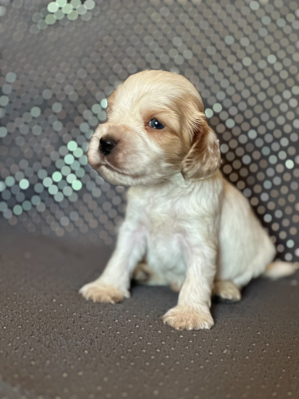 Clicaper's - Chiots disponibles - Cocker Spaniel Anglais