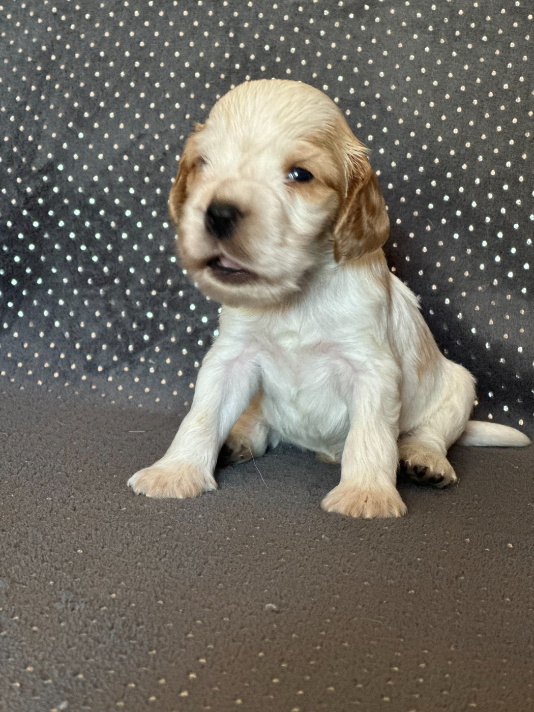 Clicaper's - Chiots disponibles - Cocker Spaniel Anglais