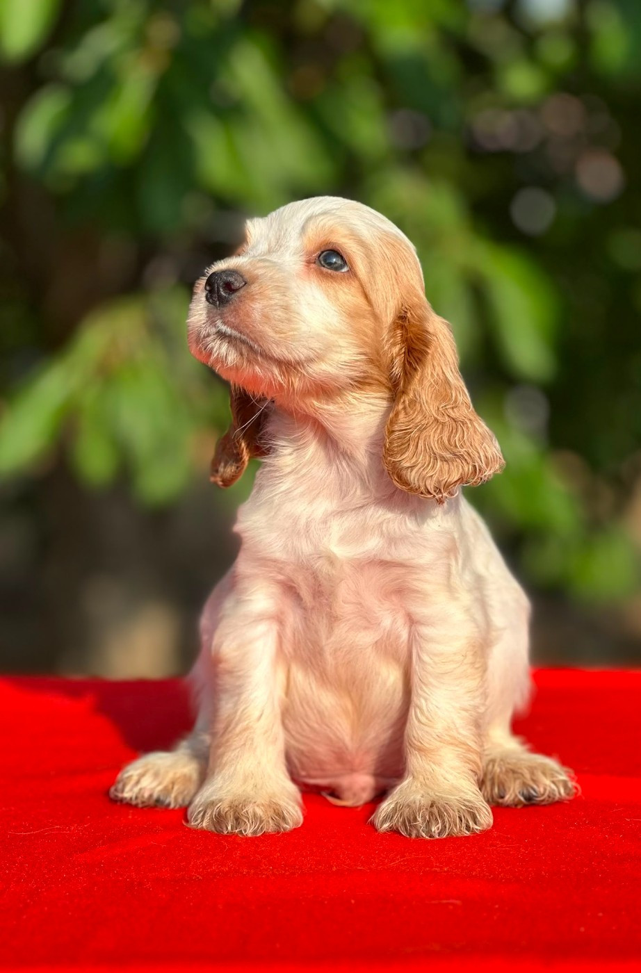 Clicaper's - Chiots disponibles - Cocker Spaniel Anglais