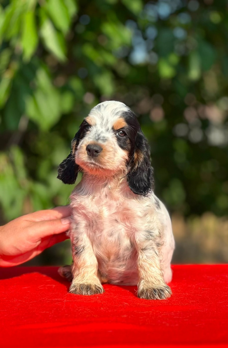 Clicaper's - Chiots disponibles - Cocker Spaniel Anglais